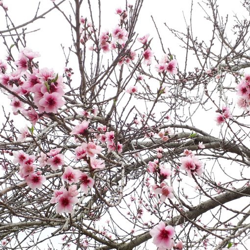 картинка Февраль 2018 (цветущее дерево)