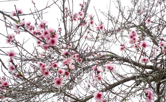 картинка Февраль 2018 (цветущее дерево)