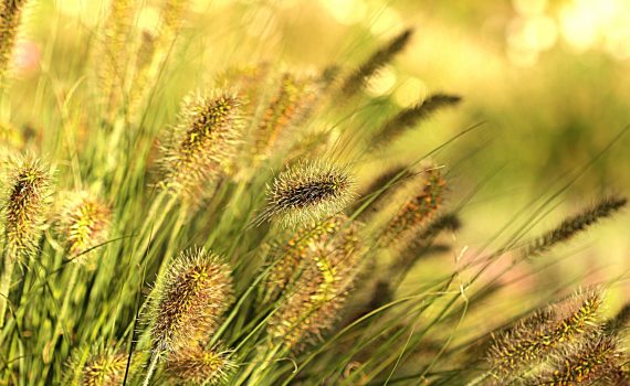 картинка-образ-марта-2018-"Трава-на-ветру"