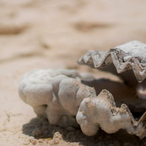 картинка Образ ноября 2017 «Жемчужина в раковине»