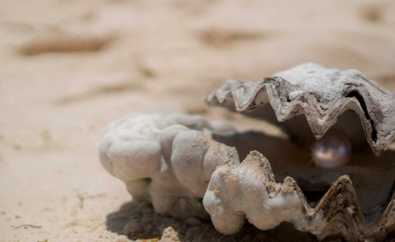 картинка Образ ноября 2017 «Жемчужина в раковине»