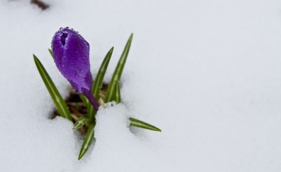 картинка-образ-месяца-иньского-дерева-на-быке